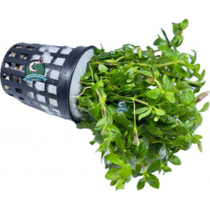 Limnophila sp. 'Vietnam Mini' [koszyk]