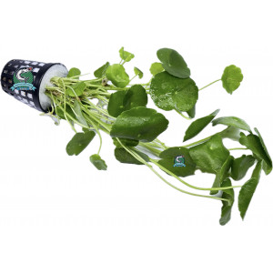 Hydrocotyle verticillata [koszyk]