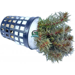 Myriophyllum tuberculatum [koszyk]