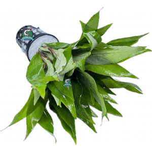Hygrophila siamensis [koszyk]