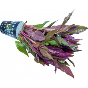 Alternanthera reineckii [koszyk]