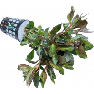Ludwigia repens 'Red' [koszyk]