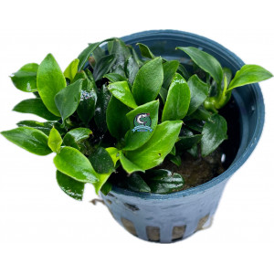 Anubias nana 'Pangolino' [koszyk]