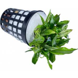 Anubias minima 'Bonsai' [koszyk]
