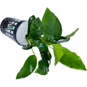 Anubias nana 'Ripley' [koszyk]