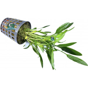 Cryptocoryne nevillii [koszyk]