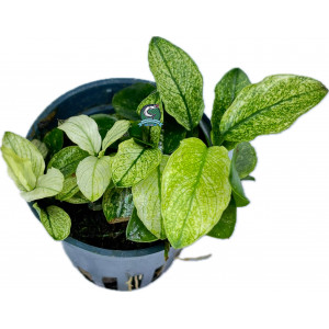 Anubias nana 'Pinto' [koszyk]