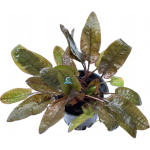 Cryptocoryne wendtii 'Flamingo' [koszyk]