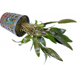 Cryptocoryne wendtii 'Brown' [koszyk]