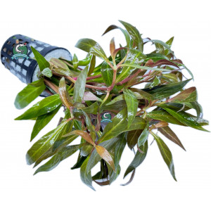 Alternanthera reineckii 'Mini' [koszyk]