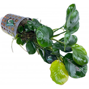 Anubias barteri 'Coin Leaf' [koszyk]
