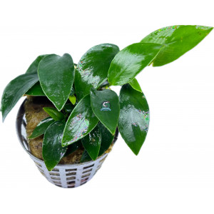 Anubias nana 'Mini' [koszyk]