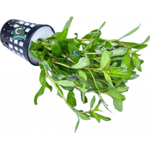 Hygrophila polysperma [koszyk]