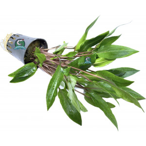 Cryptocoryne willisii [koszyk]