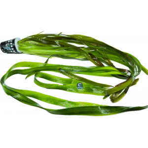 Vallisneria americana 'Green' [koszyk]