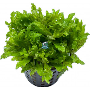 Pogostemon helferi [koszyk]
