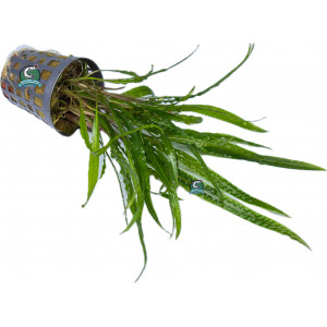 Cryptocoryne crispatula 'Balansae' [koszyk]