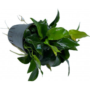 Anubias nana 'Paxing' [koszyk]