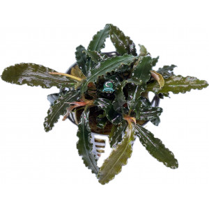 Bucephalandra sp. 'Biblis' [koszyk]
