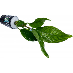 Anubias heterophylla [koszyk]
