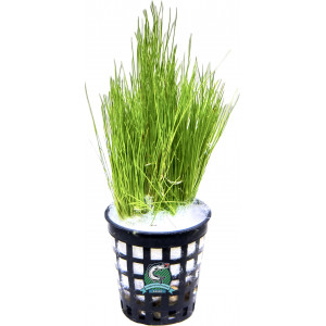 Eleocharis acicularis [koszyk]