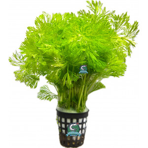 Limnophila sessiliflora [koszyk]