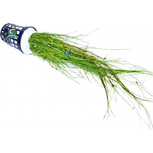 Eleocharis vivipara [koszyk]