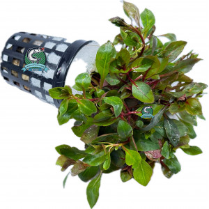 Ludwigia sp. 'Mini Super Red' [koszyk]