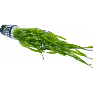 Vallisneria tortifolia [koszyk]