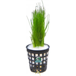 Eleocharis parvula [koszyk]