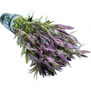 Limnophila aromatica [koszyk]
