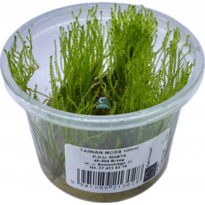 Mech Taxiphyllum alternans 'Taiwan Moss' [porcja in vitro 100 ml]