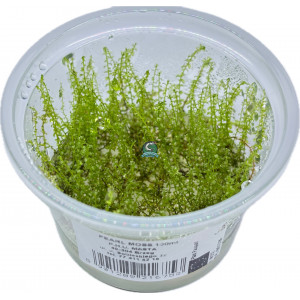 Mech Plagiomnium cf. affine 'Pearl Moss' [porcja in vitro 100 ml]