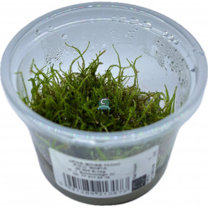 Mech Taxiphyllum barbieri 'Java Moss' [porcja in vitro 100 ml]