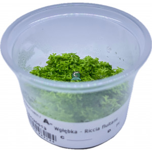 Wątrobowiec Riccia fluitans (wgłębka wodna) [porcja in vitro 80 ml]