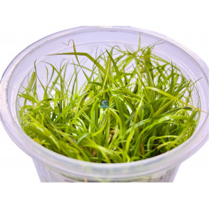 Juncus repens [porcja in vitro 80 ml]