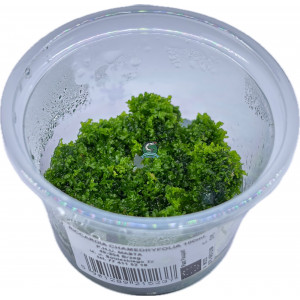 Wątrobowiec Riccardia chamedryfolia - Mini Pelia [porcja in vitro 100 ml]