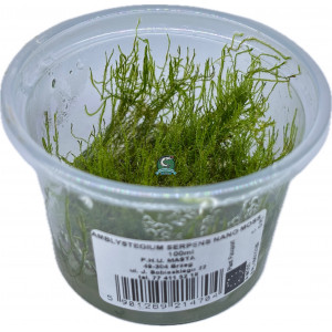 Mech Amblystegium serpens 'Nano Moss' [porcja in vitro 100 ml]