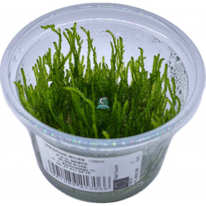 Mech Vesicularia farriei 'Weeping Moss' [porcja in vitro 100 ml]
