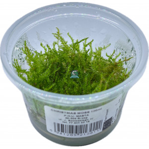 Mech Vesicularia montagnei 'Christmas Moss' [porcja in vitro 100 ml]