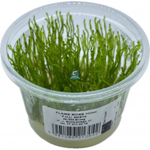 Mech Taxiphyllum sp. 'Flame Moss' [porcja in vitro 100 ml]