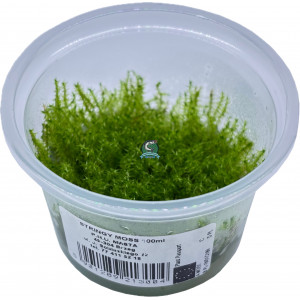 Mech Leptodictyum riparum 'Stringy Moss' [porcja in vitro 100 ml]