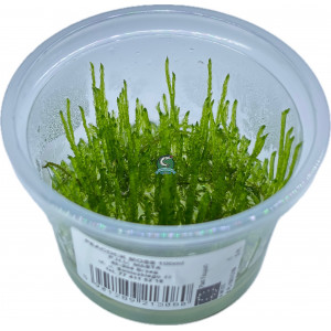 Mech Taxiphyllum sp. 'Peacock Moss' [porcja in vitro 100 ml]