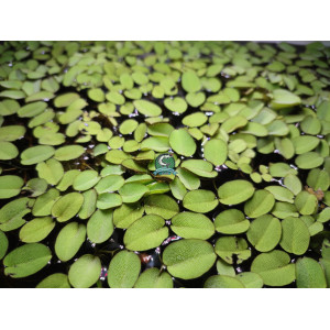 Salvinia auriculata [porcja 80 ml]