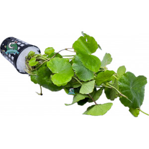 Hydrocotyle leucocephala [koszyk]