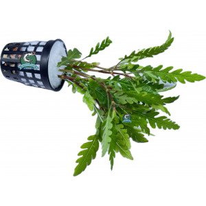 Hygrophila pinnatifida [koszyk]