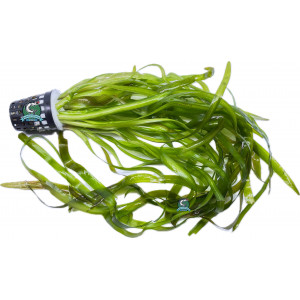 Vallisneria serpentina 'Tiger' [koszyk]