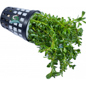 Rotala sp. 'Nanjenshan' [koszyk]