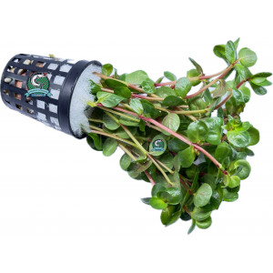 Rotala rotundifolia [koszyk]