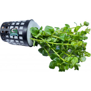 Rotala rotundifolia 'Green' [koszyk]